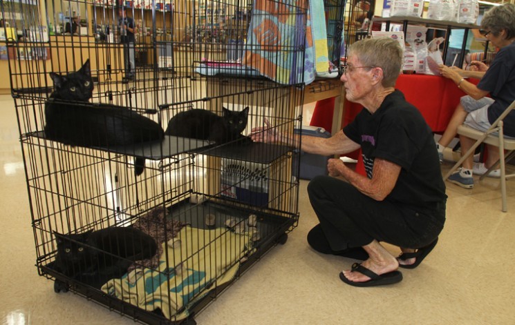 Nothing Scary About Halo S Black Cat Adoption Event At Petco