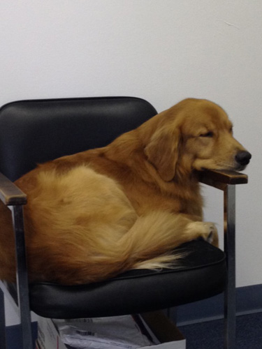Bonzo Busy Shop Dog Buddy Takes Meetings In His Office Blogs Bonzo Vero News