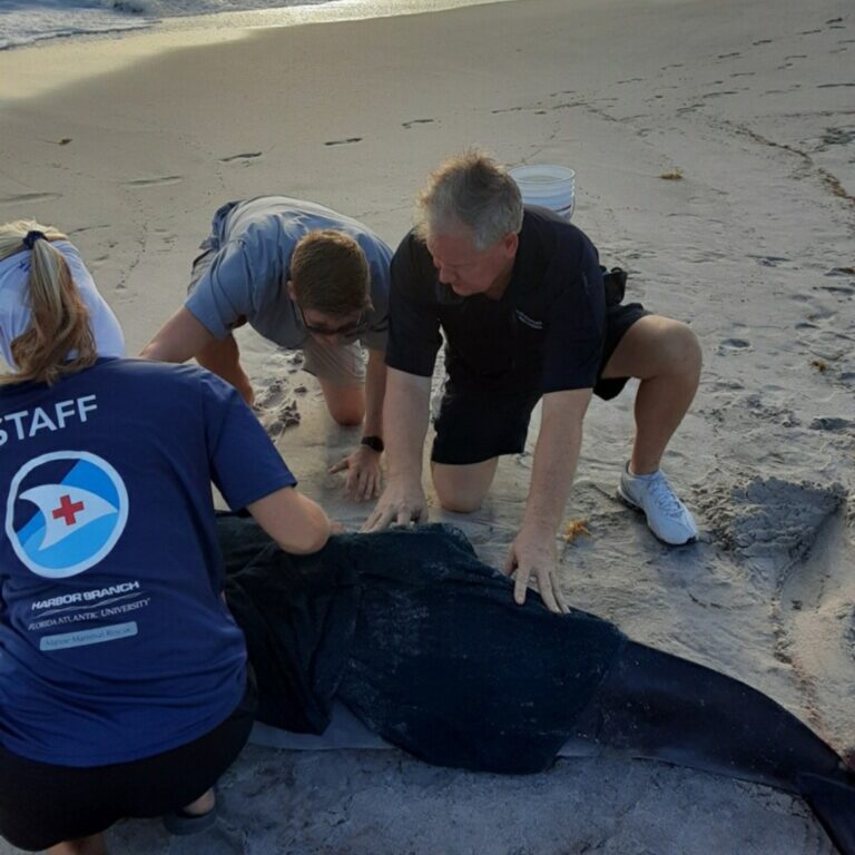 Beached dwarf whale dies, found with bite marks - All News, Featured