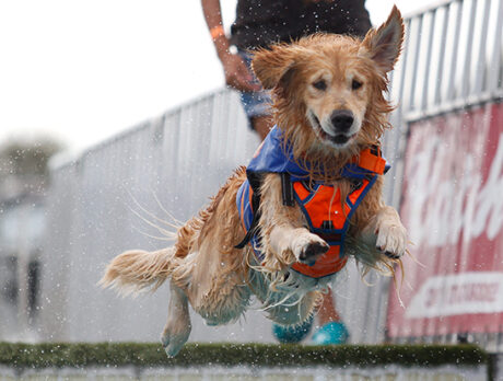 Dogged determination to have fun at ‘Bark in the Park’