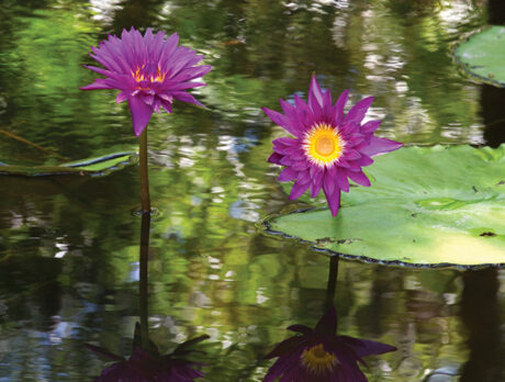 Coming Up! Plant-astic! It’s McKee’s ‘Waterlily Celebration’