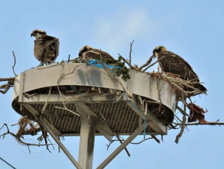 Proposed osprey cam causes flap with residents