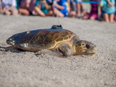 ‘Sea’ them go! Tour de Turtles raises awareness