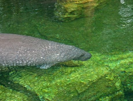 Manatees spotted at state park