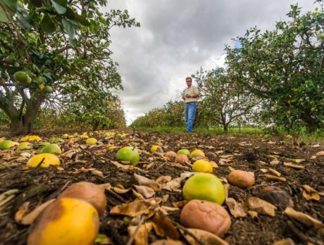 Irma destroyed up to half of Indian River citrus
