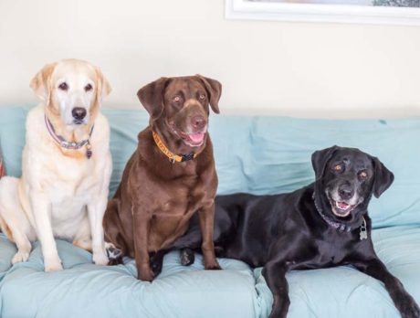 Bonz makes 3 new amigos: Dylan, Sadie and Coco