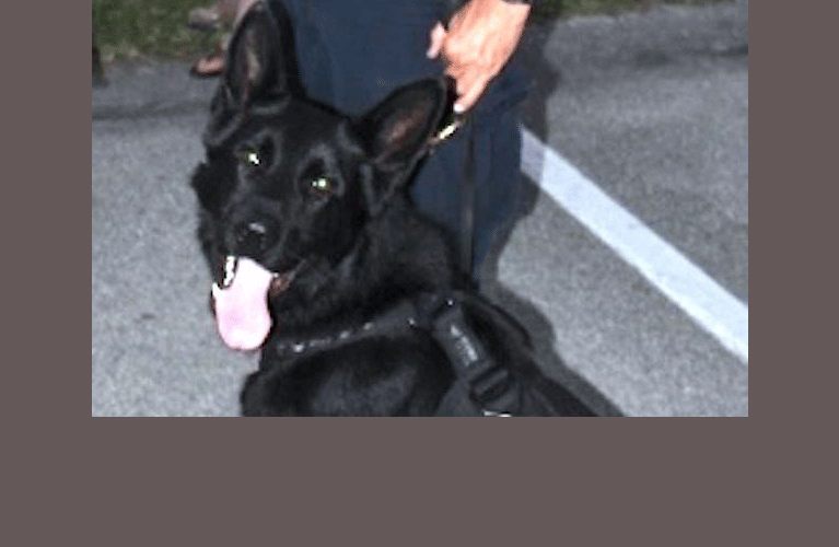 Sebastian cop faces trial in death of K-9 partner