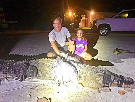 12-foot gator caught on South Beach