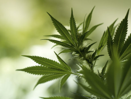 54 marijuana plants seized from man’s home