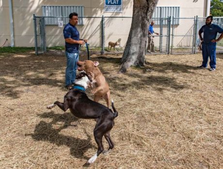 Humane Society ensures every dog has its ‘play’