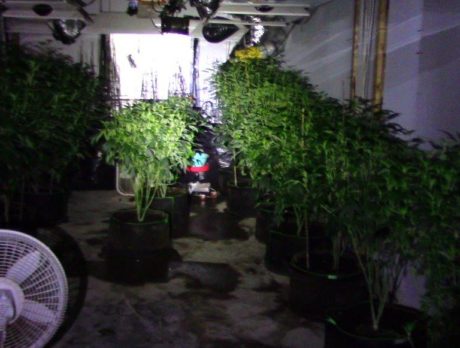 Drug search nets more than 90 pot plants; deputies save man who overdosed on heroin
