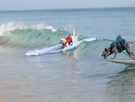 CowaBonzo! Hittin’ the beach for Dog Surf Classic