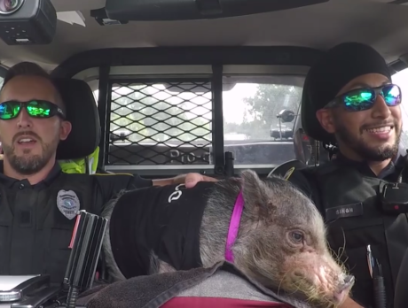 Piggypop: Sebastian PD joins lip sync challenge with potbellied mascot