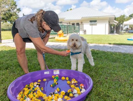 Pooches lap up the attention at ‘Dog Days’ pool party