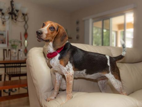 Beagle-lovin’ Bonzo wins Dixie’s friendship