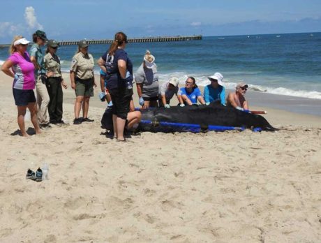 Pygmy sperm whale euthanized after stranding at Sebastian Inlet State Park