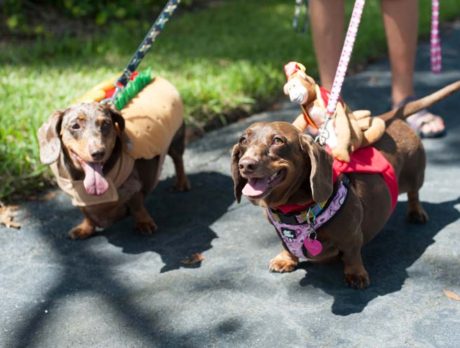 And they’re arf! Dachshunds dash in ‘Wiener’ races