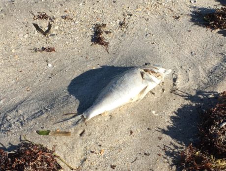 More beaches closed from red tide; dead fish cleanup continues