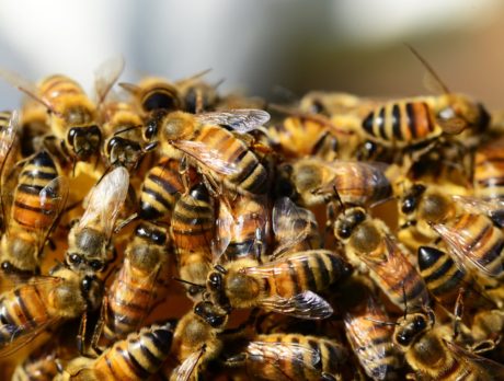 Barber Bridge walkway reopen after bee swarm; hive removed