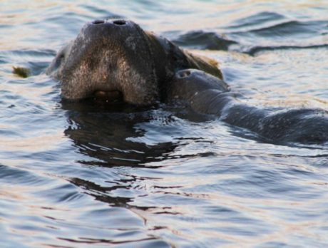 Manatee kisses at Round Island