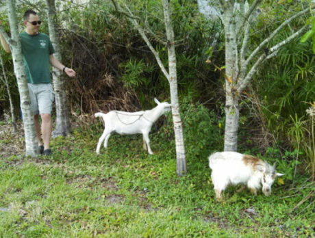 Good Samaritan corrals loose goats near Brackett Library