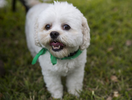 BONZ: Fredo’s birthday bash benefits homeless dogs
