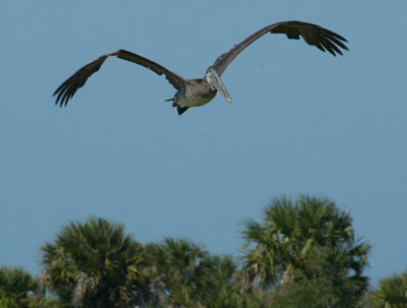 First birds rescued from oil spill released at Pelican Island refuge