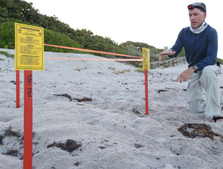 Time to observe sea turtles nesting is here and now