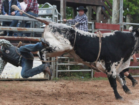 Bull Frog Bash Rodeo 2013