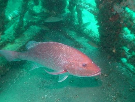 Anglers on Florida’s east coast can help FWC gather red snapper data