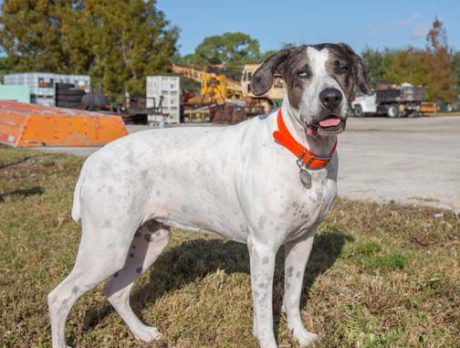 BONZ: Bonzo says for a cool Catahoula, Sug is spot-on!