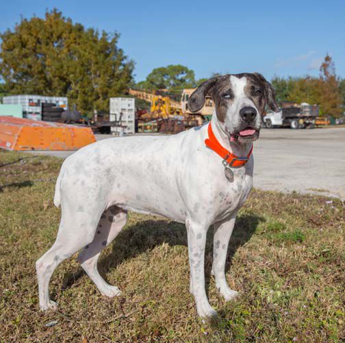 BONZ: Bonzo says for a cool Catahoula, Sug is spot-on!