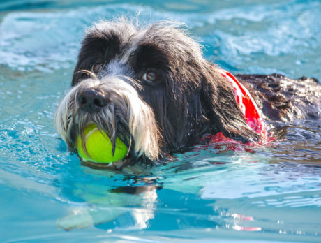BONZ: Bonzo meets a Portuguese water dog with a pedigree