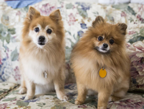 BONZ: Bonzo learns history of Pomeranian breed