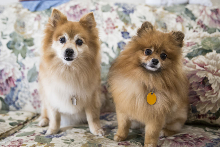 BONZ: Bonzo learns history of Pomeranian breed