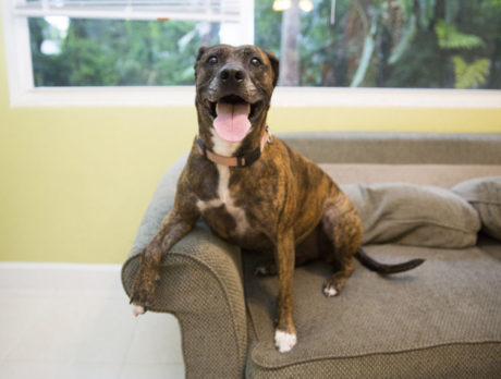 BONZ: A boxer-hound mix with a super-sunny mood