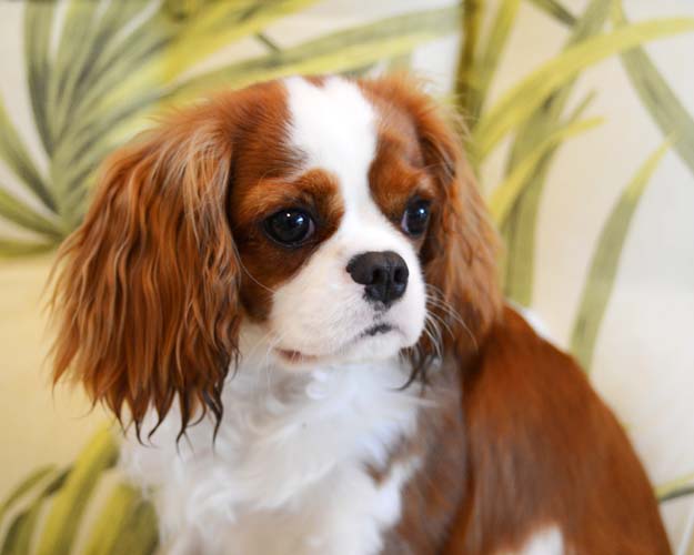 Bonz’s ‘Cavalier’ attitude: Misty is magnificent