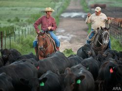 Cattle farmers and ranchers help fight hunger