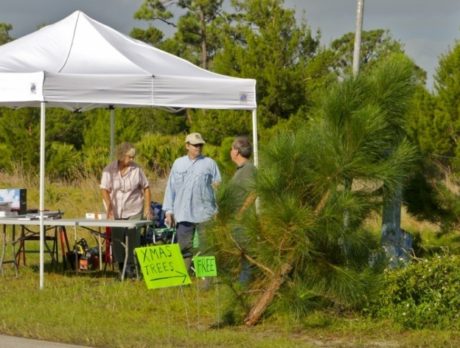 Get a free native Christmas tree and help scrub jays in Sebastian