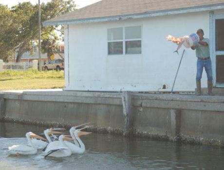 Judah’s white pelicans: ‘Biggest tourist attraction this side of Disney’