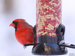Secrets of suet: Why serving up suet helps birds weather winter