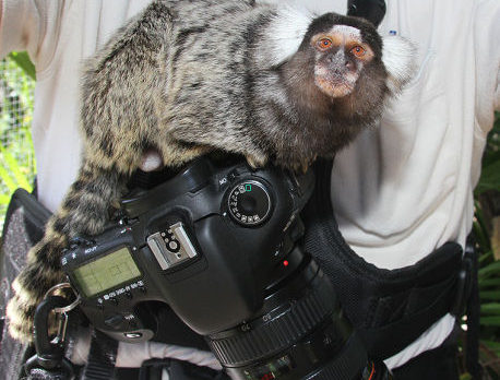 CAMERA: New monkey photo accessory?