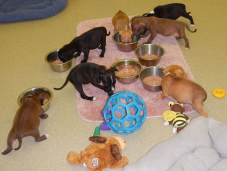 Humane Society, HALO Rescue at odds over 7 pups