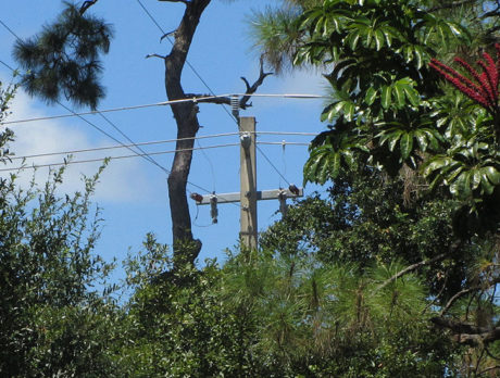 Summer power outages in Vero Beach blamed on trees
