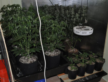 M.A.C.E unit shuts down pot grow house in Vero Beach