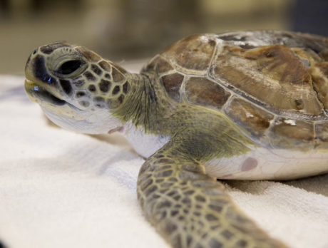 Injured sea turtles get TLC at zoo’s healing center