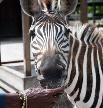 Bonzo: Florida-born pet zebra keeps her African heritage alive