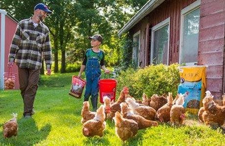 Thinking outside the coop: 8 common myths about raising backyard poultry