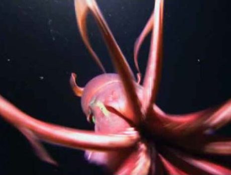 ORCA founder films giant squid in scientific first