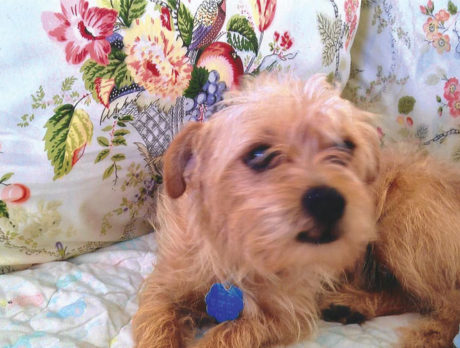 BONZ: Lord Linus is a tiny Norwich terrier with a big heart